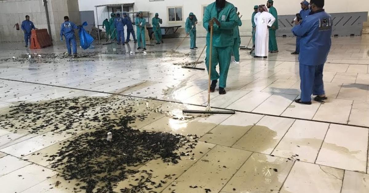 'Kara çekirgeler' Kabe'yi istila etti Independent Türkçe